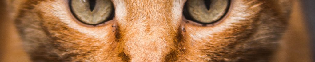 Faire confiance à son instinct dans le recrutement