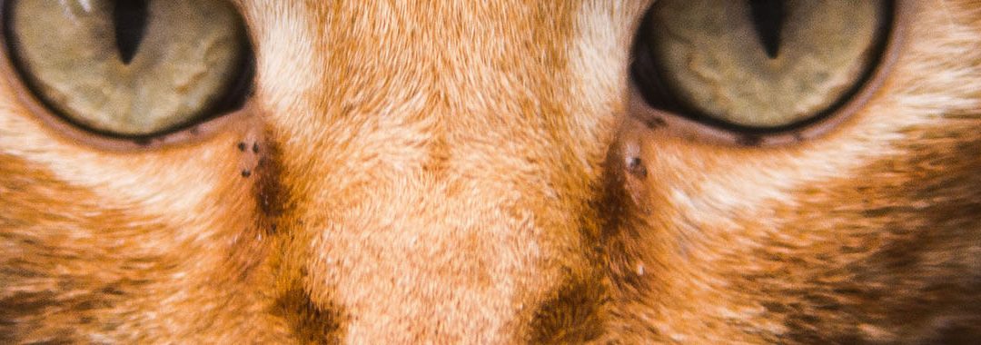 L&rsquo;instinct dans le recrutement