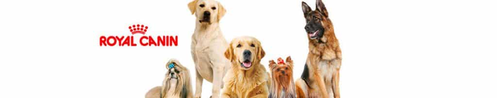 ROYAL CANIN accompagne les carrières via le Bilan de Compétences