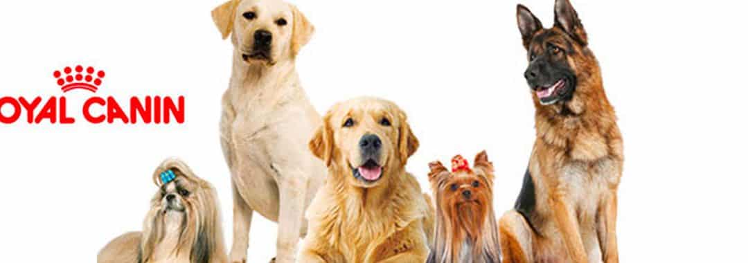 ROYAL CANIN accompagne les carrières via le Bilan de Compétences