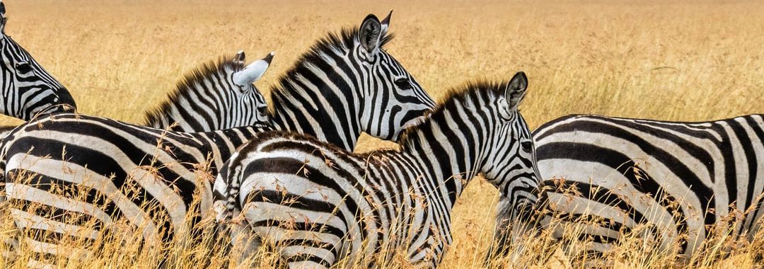 Haut potentiel, surdoué, zèbre : quelle définition ?